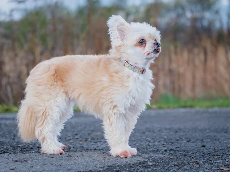Enlarge Cocotte, a Adoptable mixed breed in Pointe-Fortune, QC image 4/4