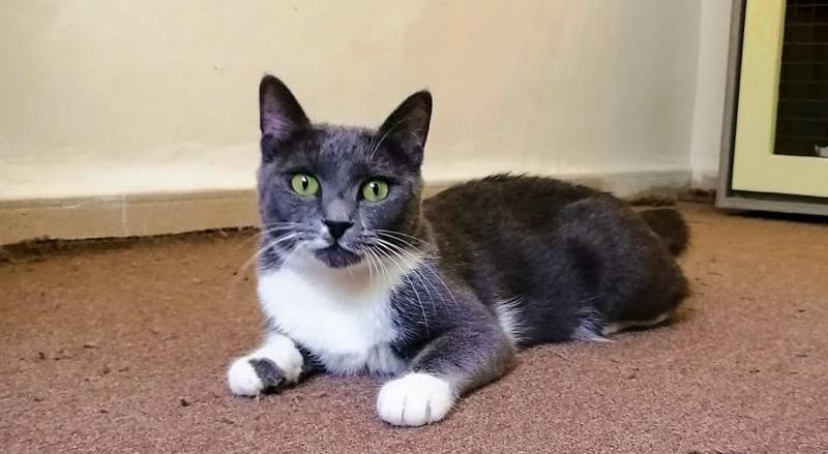 Ezzie, the Kind Resilient Queen, Adult Female Domestic Short Hair
