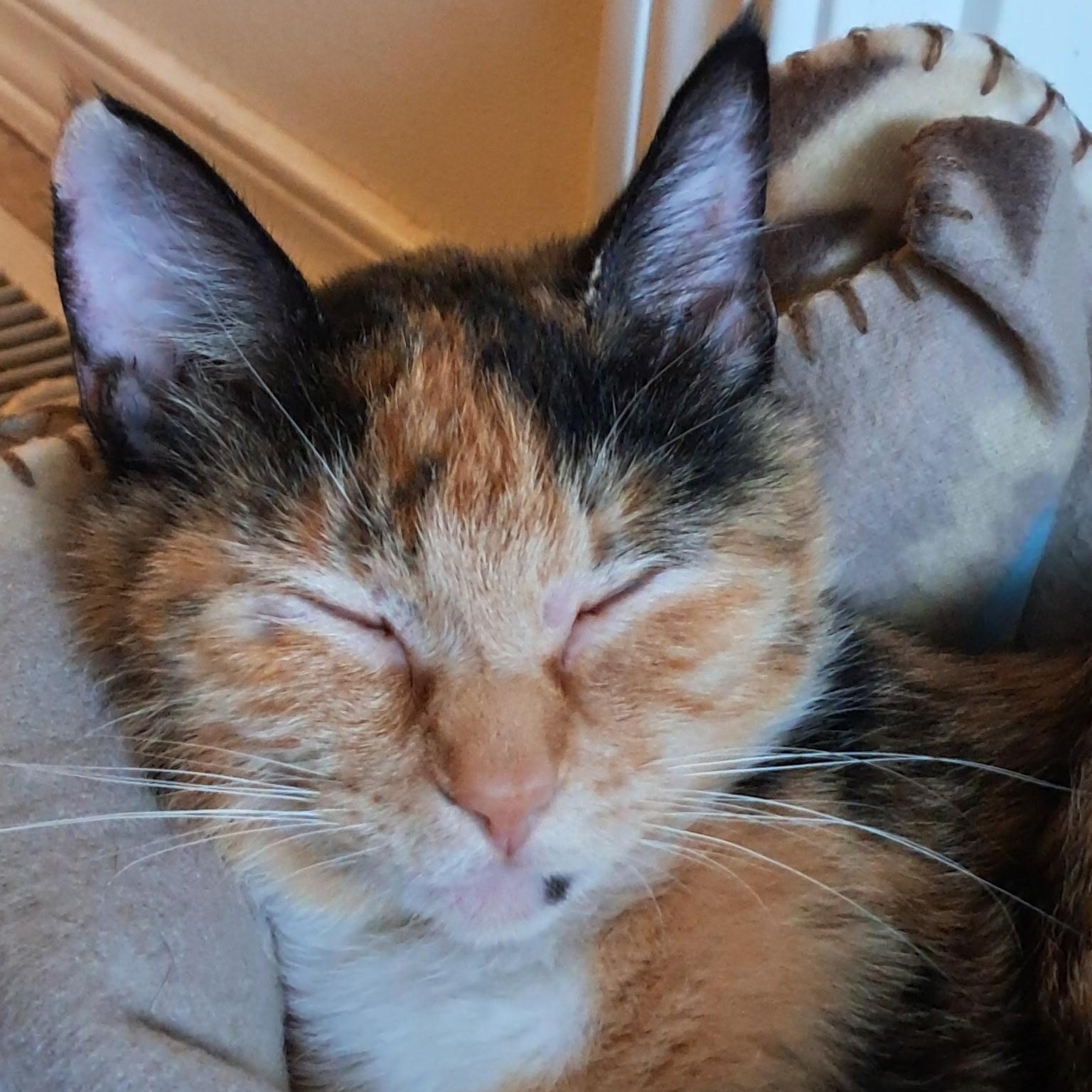 Biscuits, a ADOPTABLE Domestic Short Hair in Renton , WA image 3/6