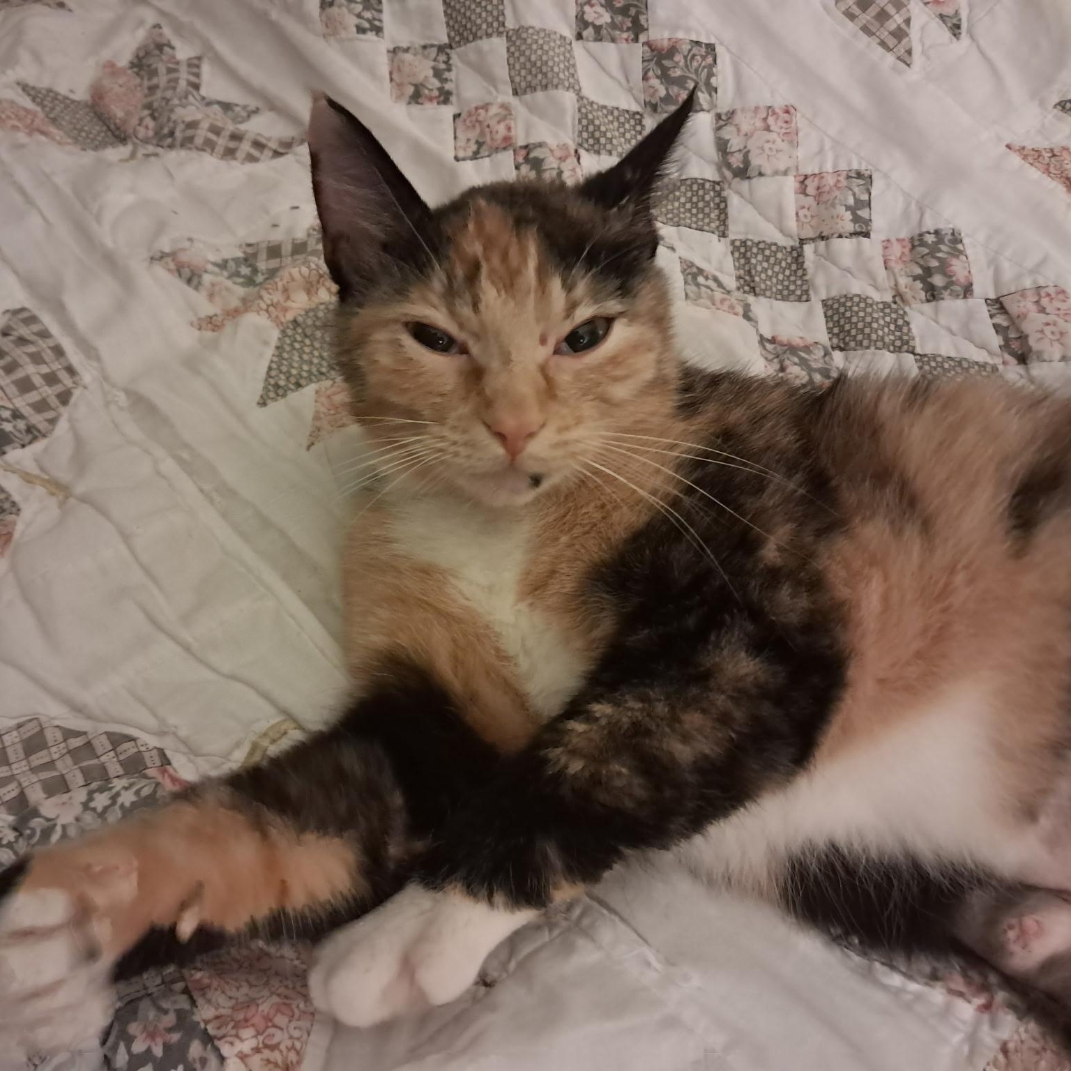 Biscuits, a ADOPTABLE Domestic Short Hair in Renton , WA image 4/6