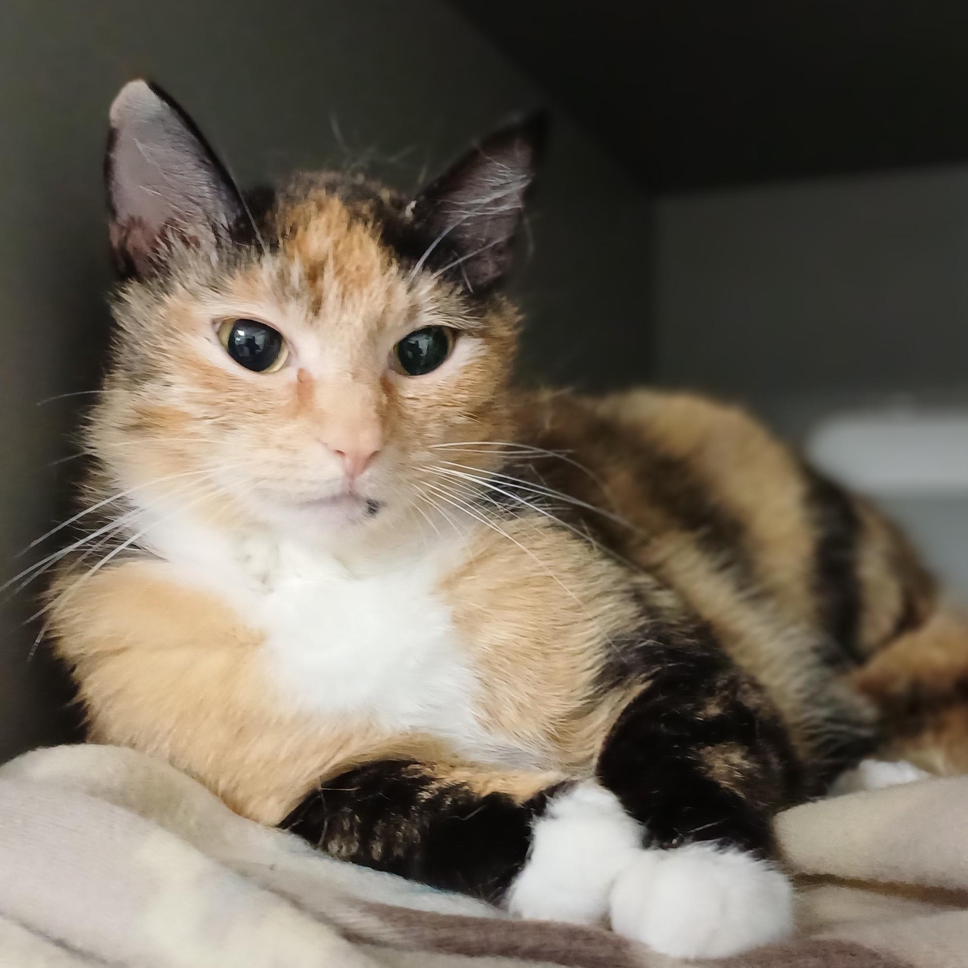 Biscuits, a ADOPTABLE Domestic Short Hair in Renton , WA image 1/6
