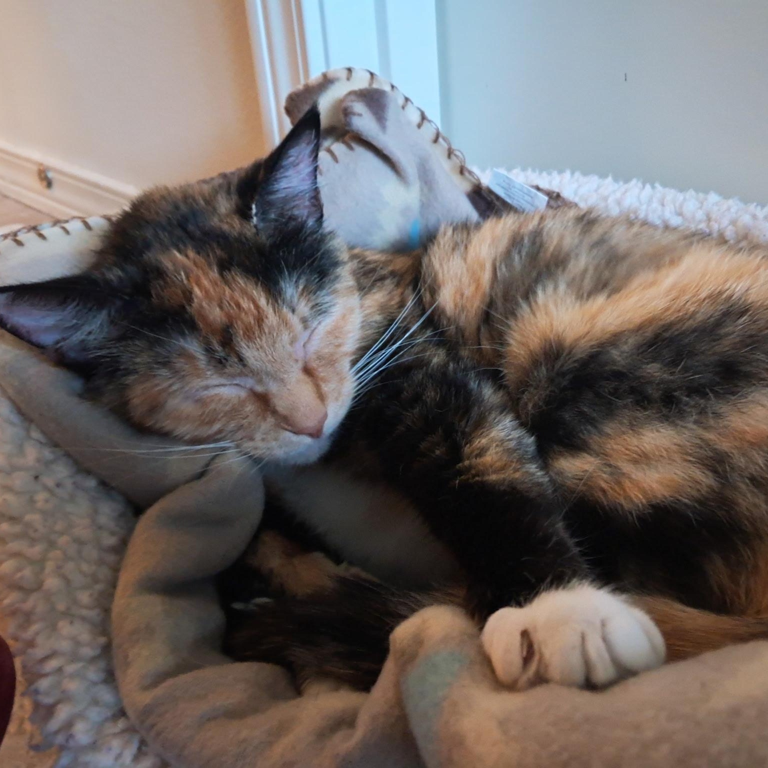 Biscuits, a ADOPTABLE Domestic Short Hair in Renton , WA image 6/6