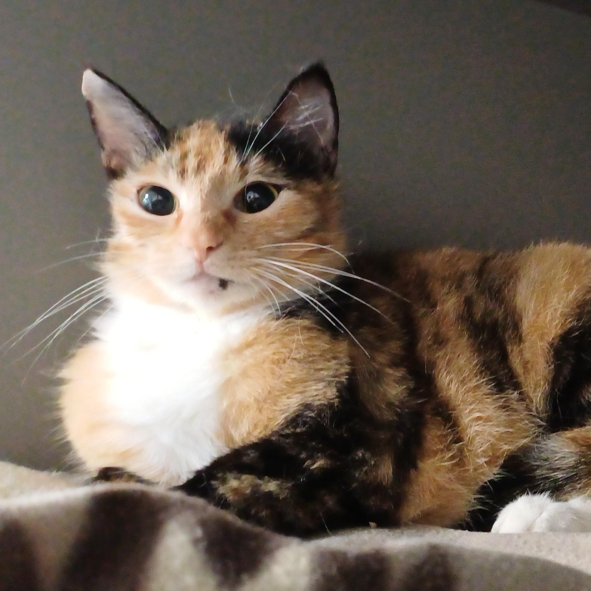 Biscuits, a ADOPTABLE Domestic Short Hair in Renton , WA image 2/6
