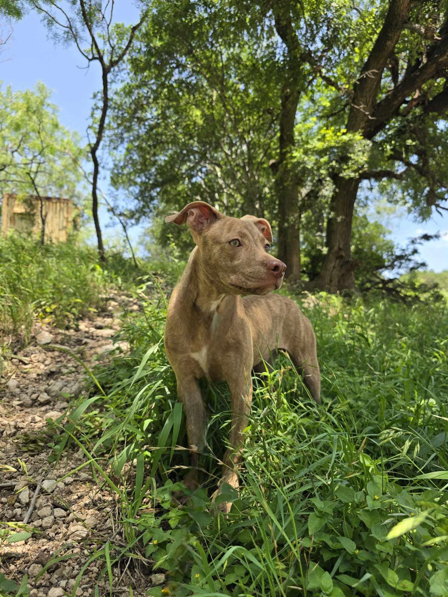 Sawyer-fostered in Texas, transport available
