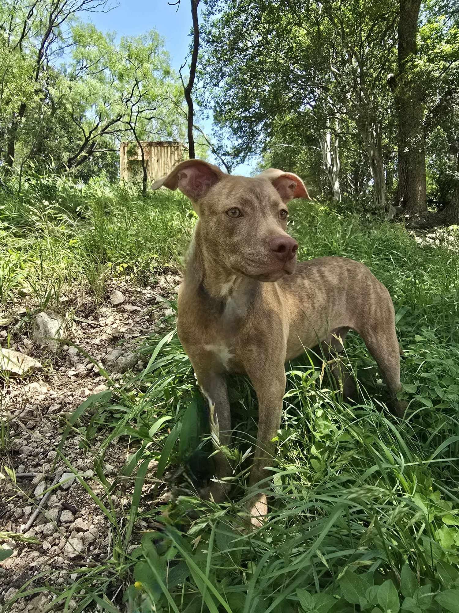 Sawyer-fostered in Texas, transport available — thumbnail 3