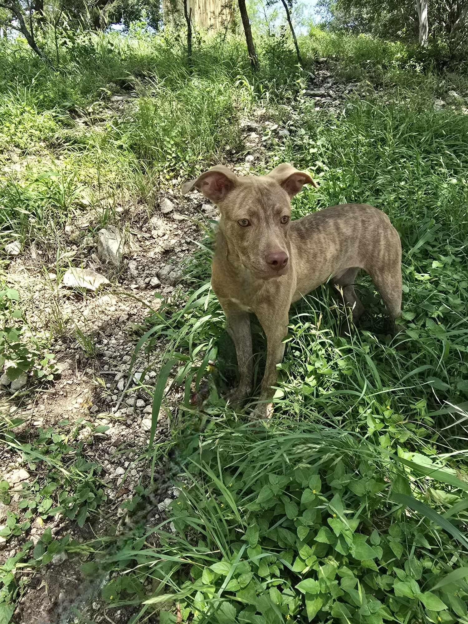 Sawyer-fostered in Texas, transport available — thumbnail 5