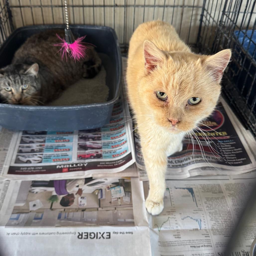 Enlarge Jingle, a Adoptable Domestic Short Hair in Inwood, WV image 1/2