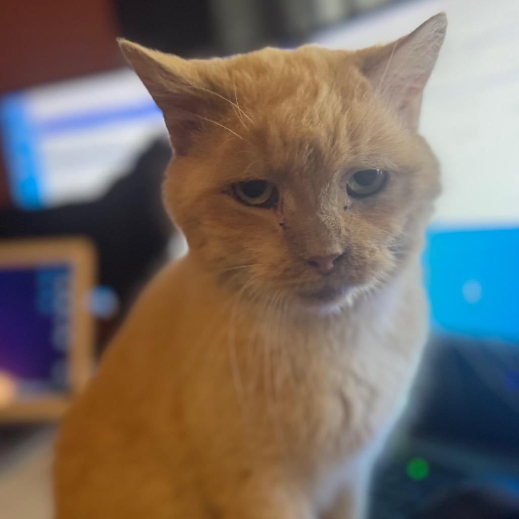 Enlarge Jingle, a Adoptable Domestic Short Hair in Inwood, WV image 2/2