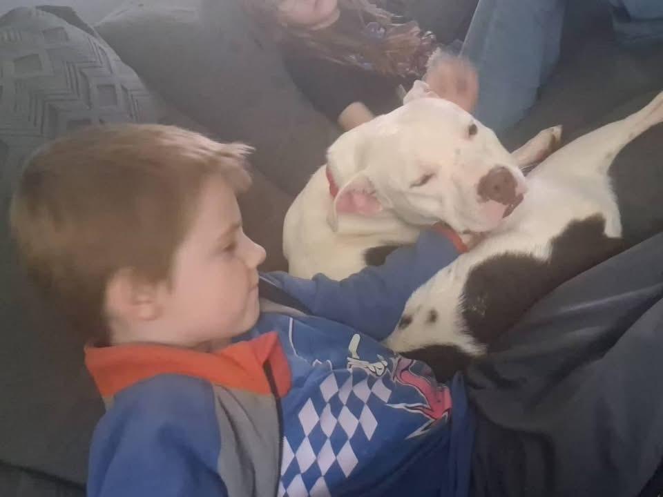 Enlarge Rollie Ask to Meet! In Foster!, a Adoptable mixed breed in Elyria, OH image 4/5