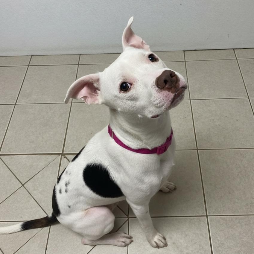 Enlarge Rollie Ask to Meet! In Foster!, a Adoptable mixed breed in Elyria, OH image 3/5