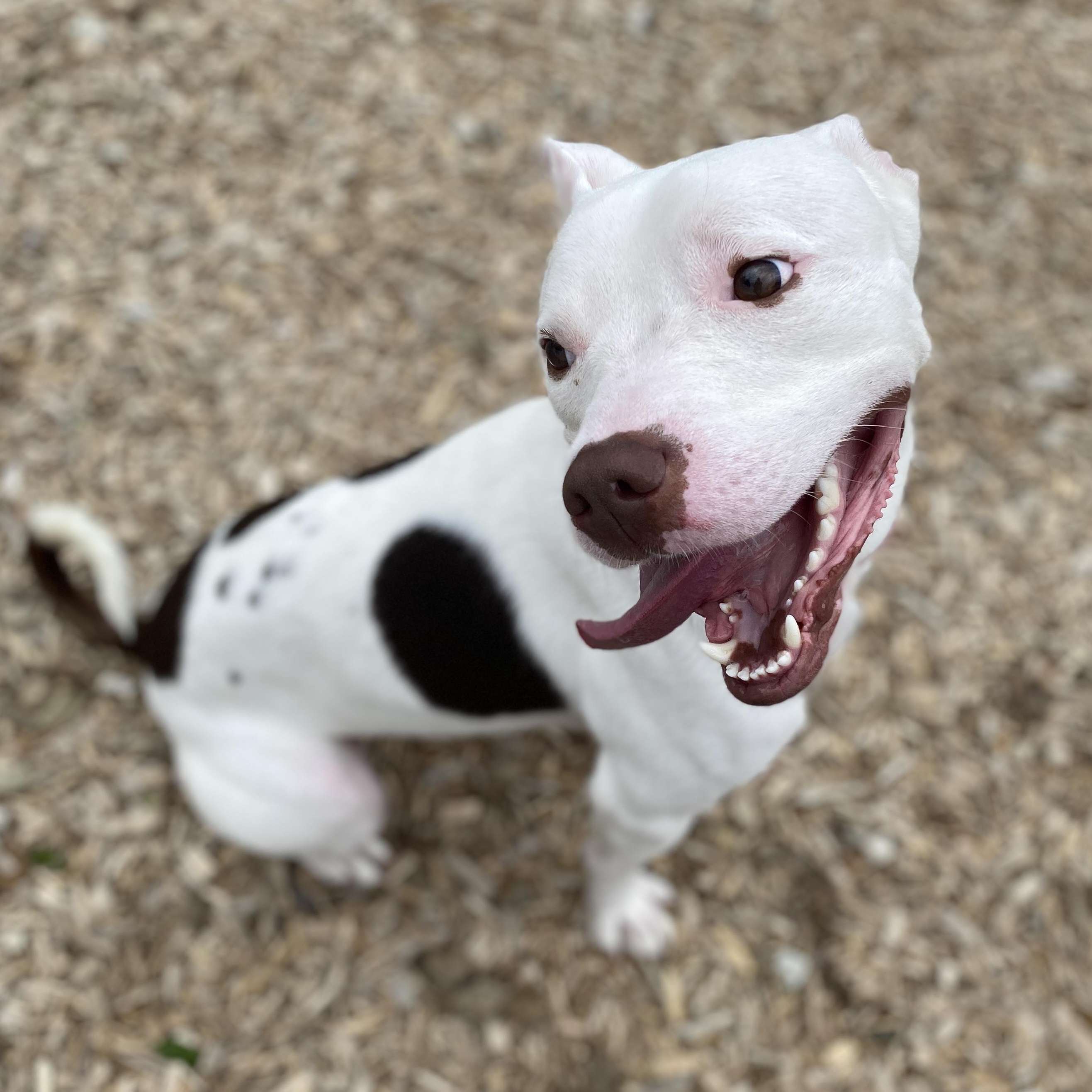 Enlarge Rollie , a Adoptable mixed breed in Elyria, OH image 6/6