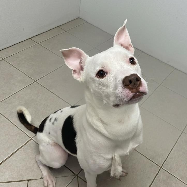 Enlarge Rollie Ask to Meet! In Foster!, a Adoptable mixed breed in Elyria, OH image 2/5