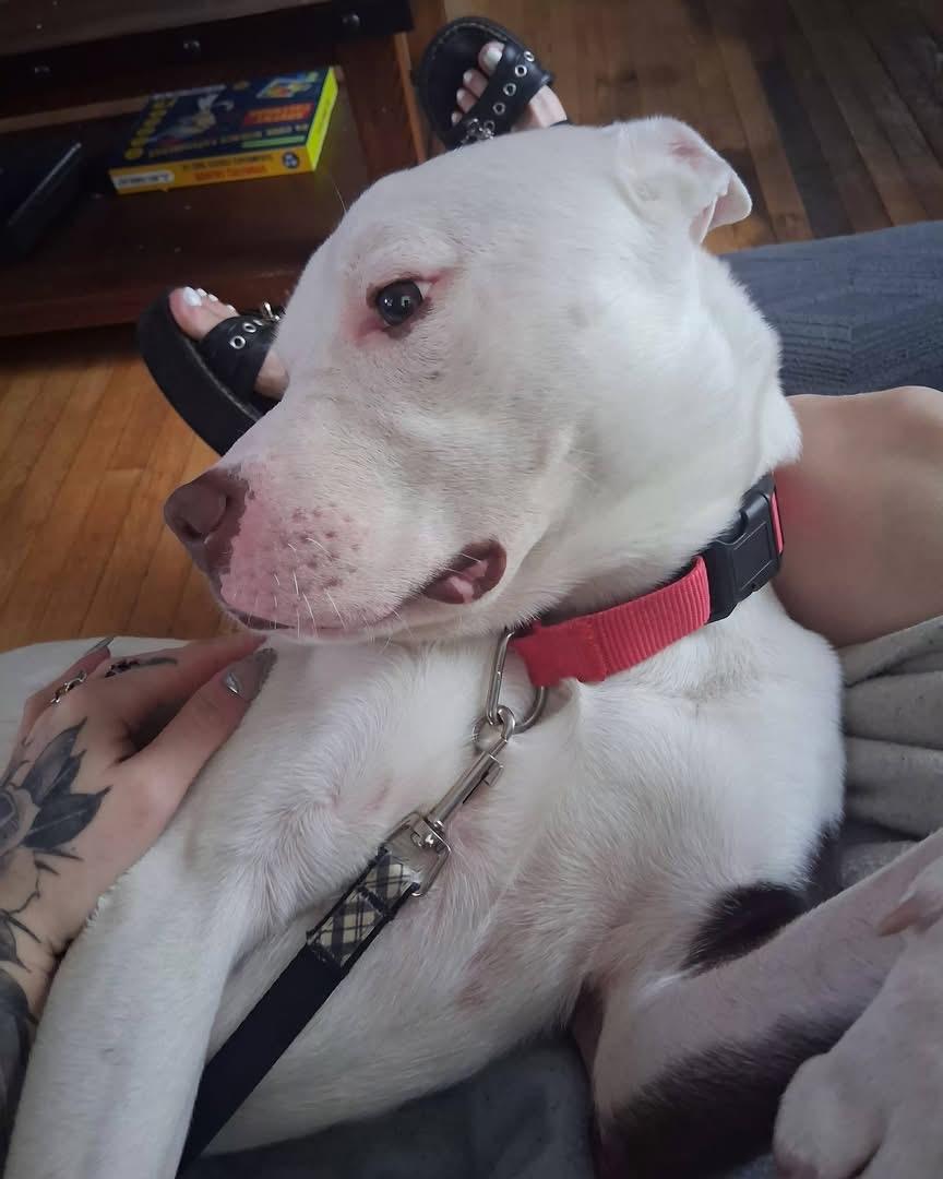 Enlarge Rollie Ask to Meet! In Foster!, a Adoptable mixed breed in Elyria, OH image 1/5