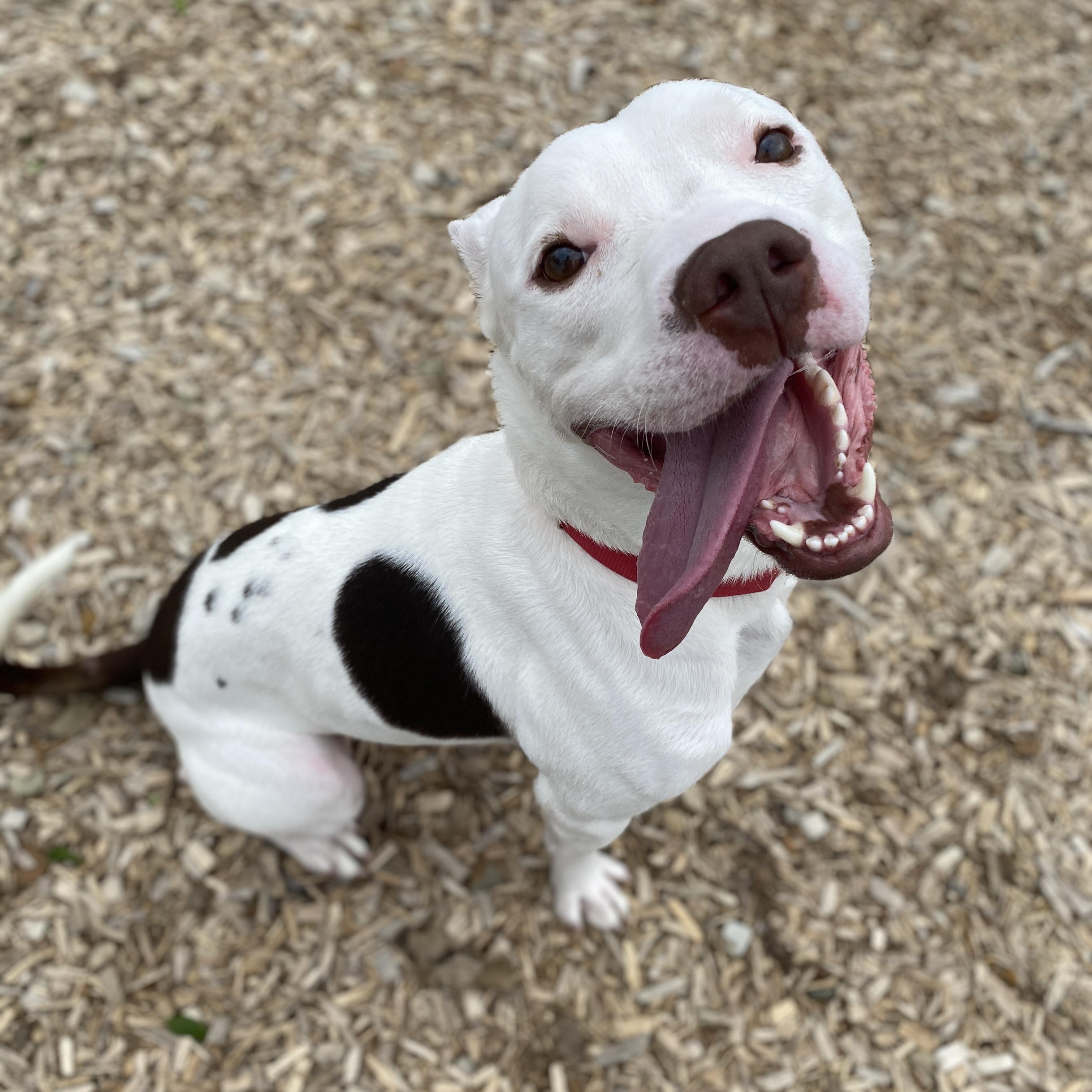 Enlarge Rollie , a Adoptable mixed breed in Elyria, OH image 1/6