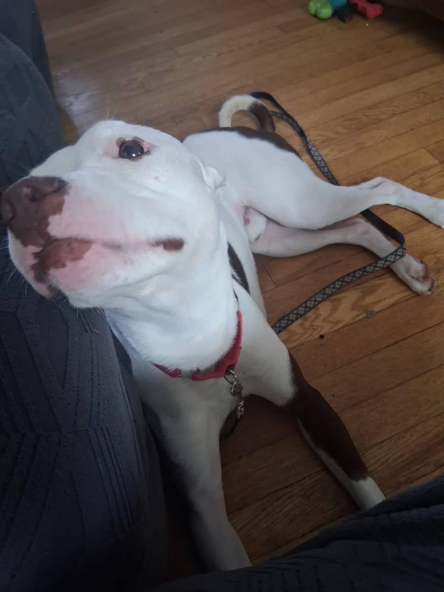 Enlarge Rollie Ask to Meet! In Foster!, a Adoptable mixed breed in Elyria, OH image 5/5