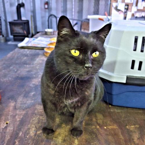 Layla, Adoptable, Young Female Domestic Short Hair.