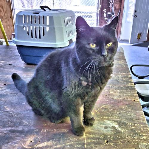 Enlarge Layla, a Adoptable Domestic Short Hair in Rutherfordton, NC image 2/3
