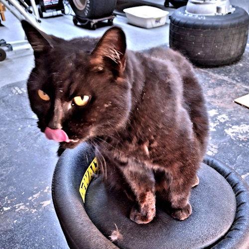 Layla, Adoptable, Young Female Domestic Short Hair.