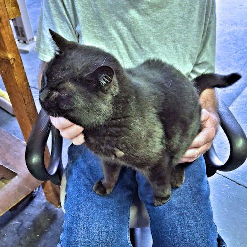 Enlarge Layla, a Adoptable Domestic Short Hair in Rutherfordton, NC image 3/3