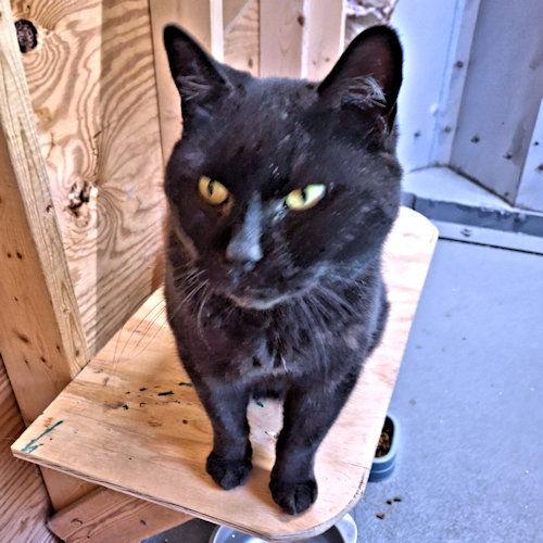 Enlarge Layla, a Adoptable Domestic Short Hair in Rutherfordton, NC image 2/3