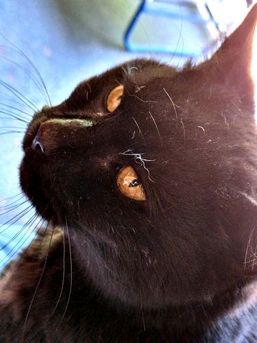 Enlarge Layla, a Adoptable Domestic Short Hair in Rutherfordton, NC image 3/3