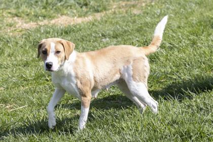 Oliva, a Adoptable mixed breed in Bedford, IN image 1/2