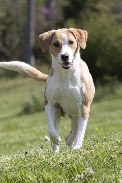 Oliva, a Adoptable mixed breed in Bedford, IN image 2/2