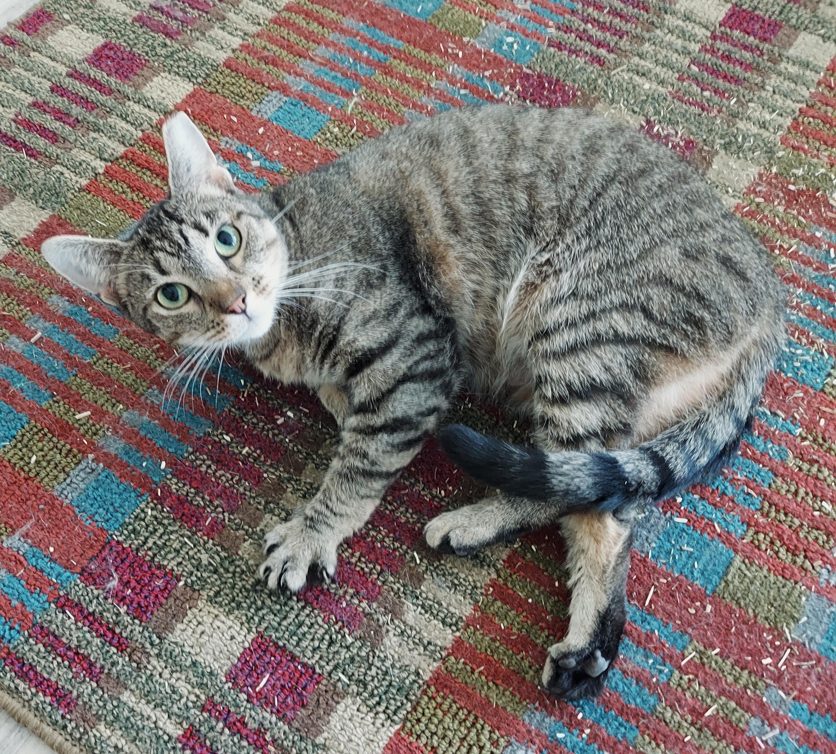 Meet "SADIE" - The Social Sweetheart, a Adoptable mixed breed in Centreville, VA image 3/3