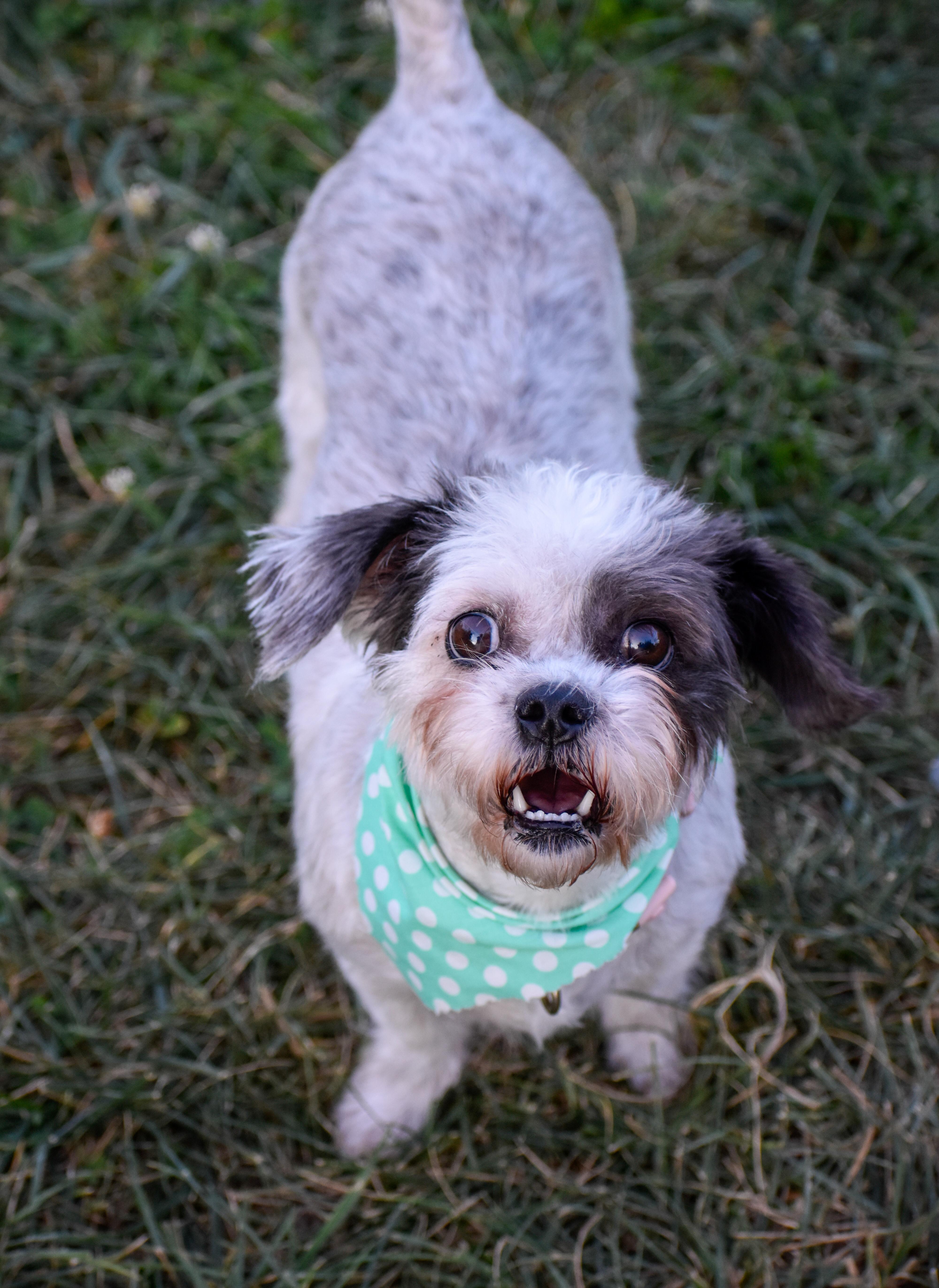 Enlarge Crouton, a Adoptable mixed breed in Indianapolis, IN image 5/6