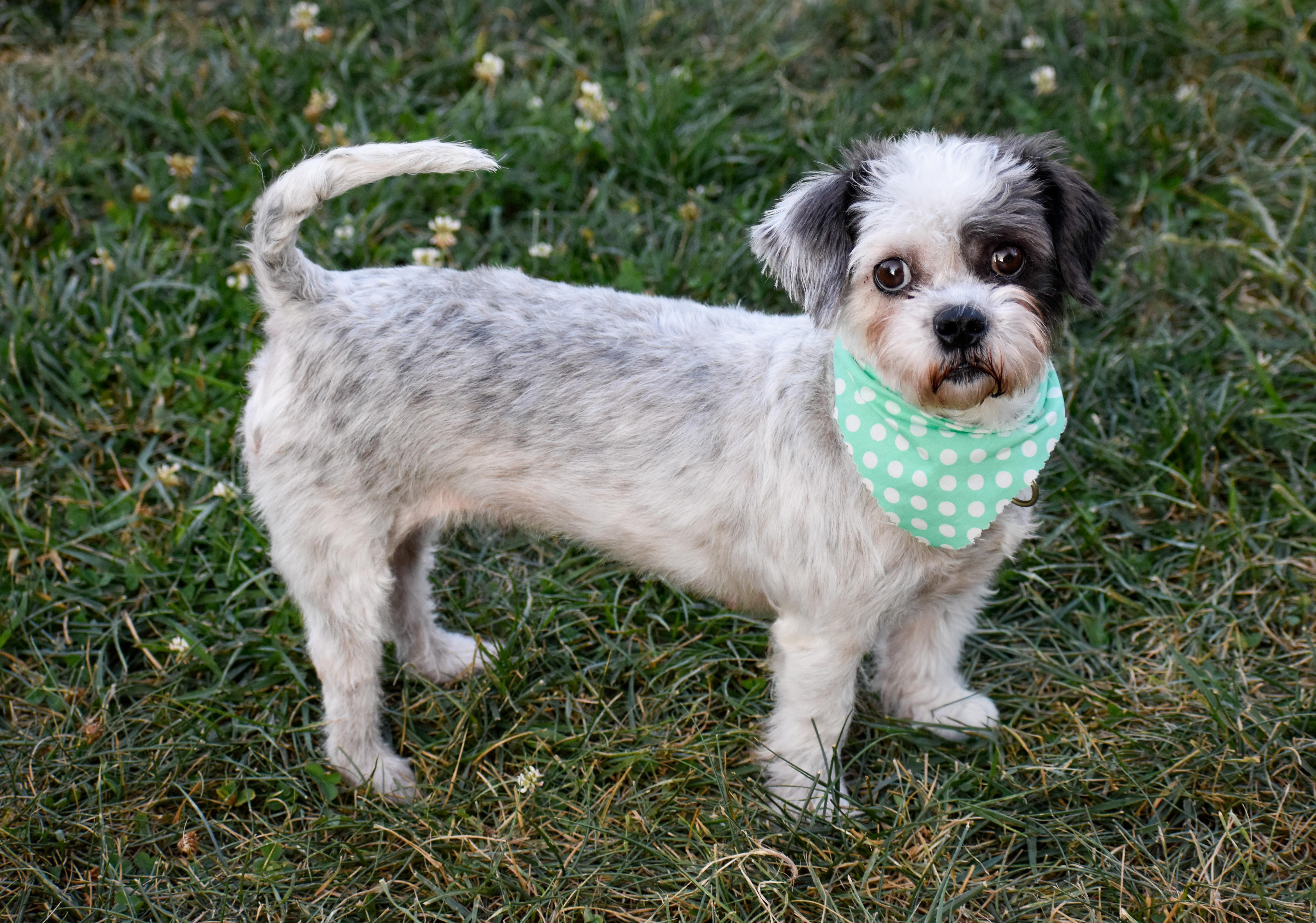 Enlarge Crouton, a Adoptable mixed breed in Indianapolis, IN image 3/6