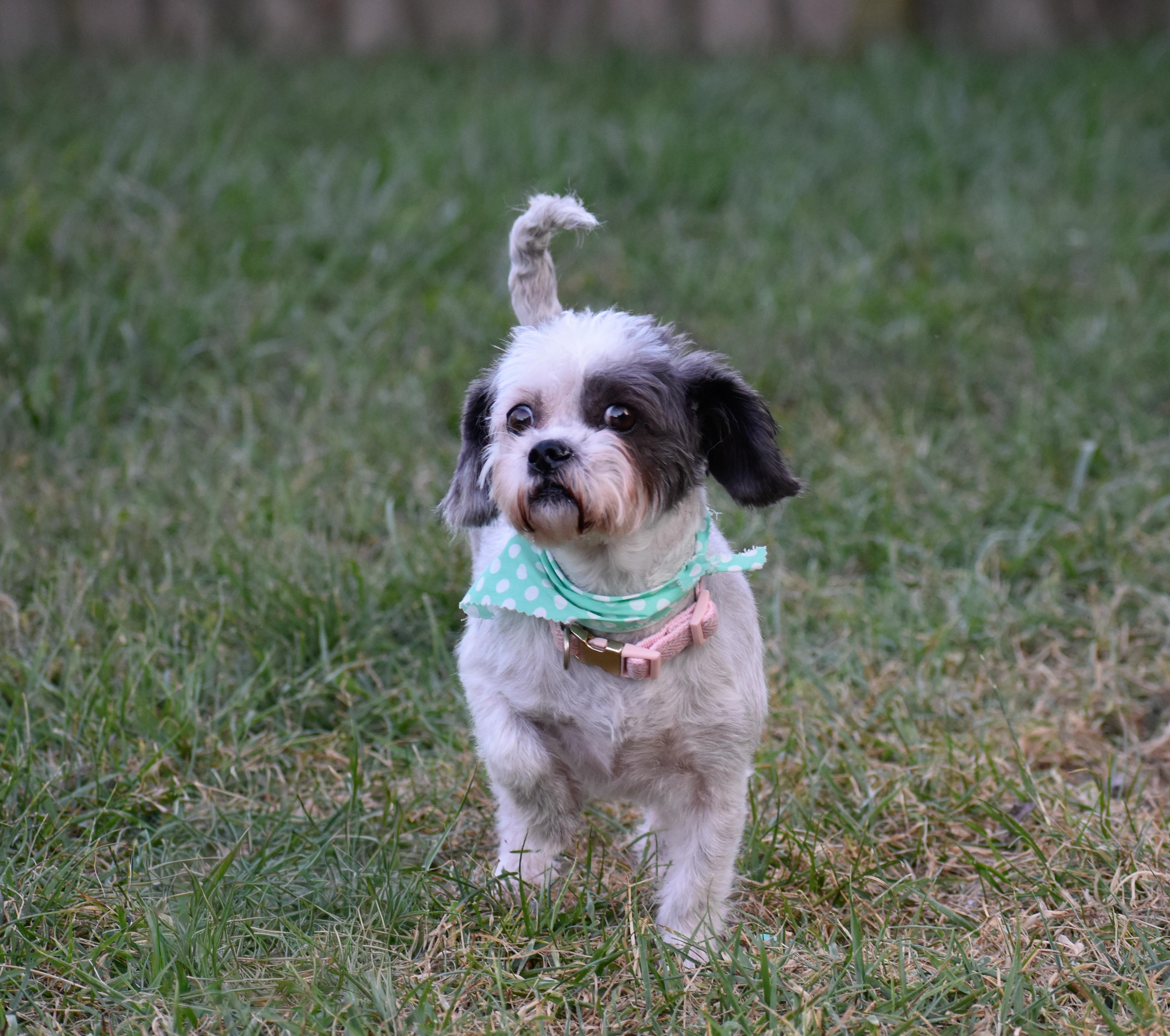 Enlarge Crouton, a Adoptable mixed breed in Indianapolis, IN image 2/6