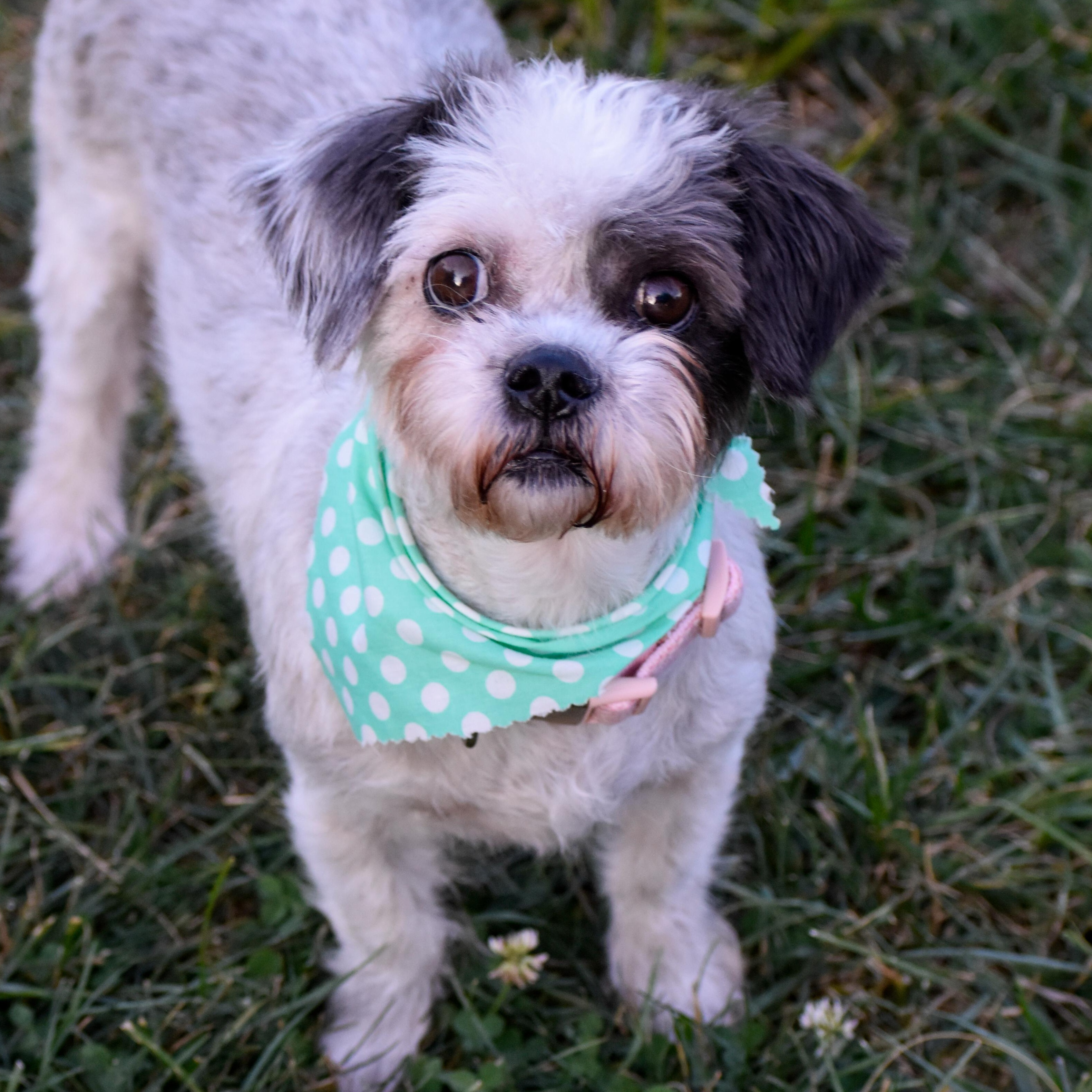 Crouton, Adoptable, Adult Female Shih Tzu & Terrier.