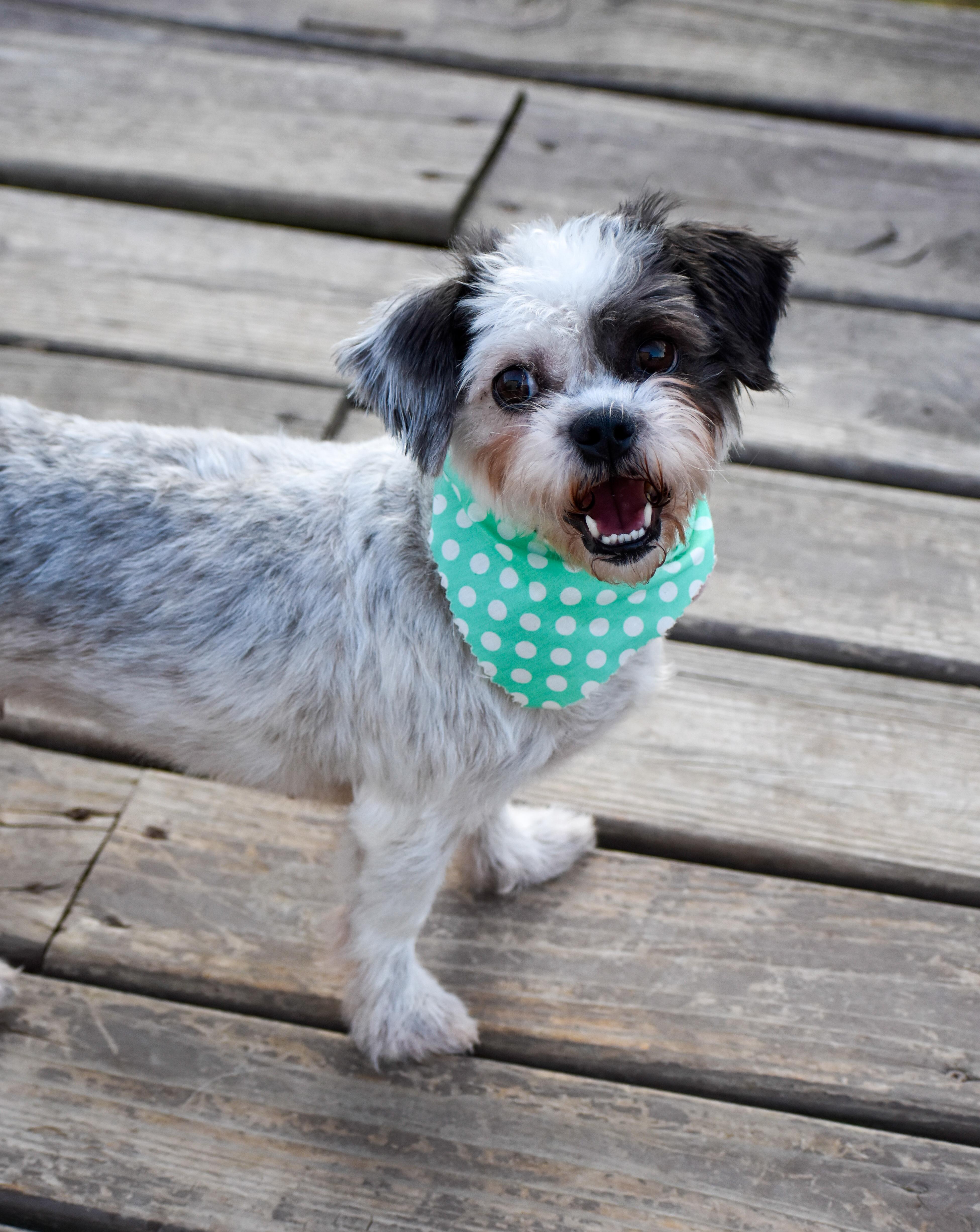 Enlarge Crouton, a Adoptable mixed breed in Indianapolis, IN image 4/6
