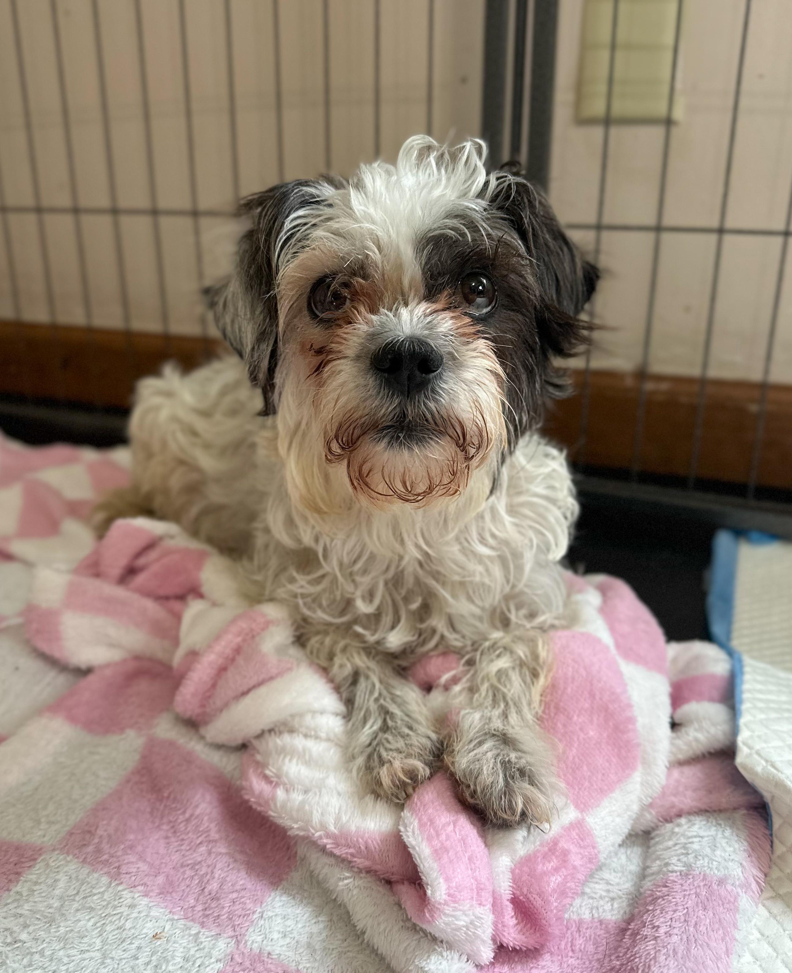 Enlarge Crouton, a Adoptable mixed breed in Indianapolis, IN image 6/6