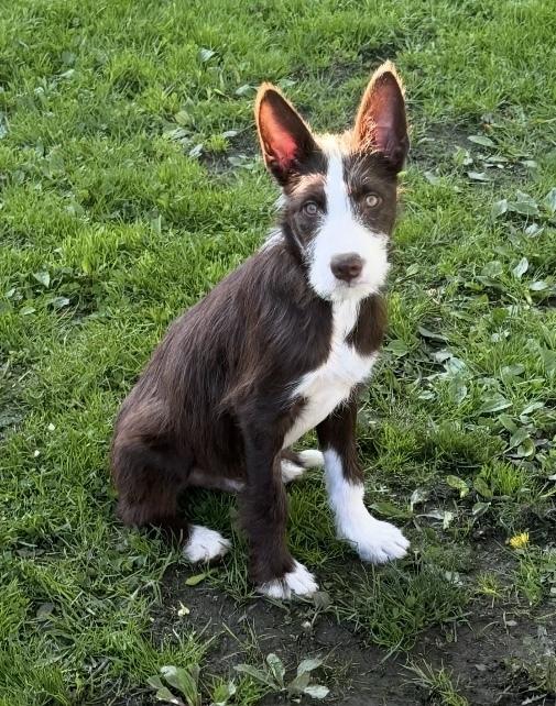 Hercules, Adoptable, Puppy Male Australian Shepherd.