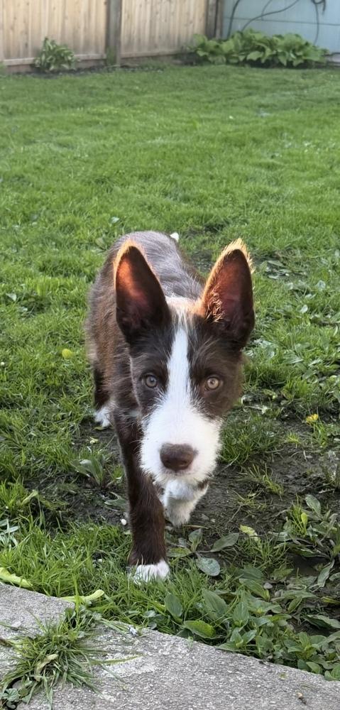 Hercules, a Adoptable mixed breed in Cheektowaga, NY image 2/2