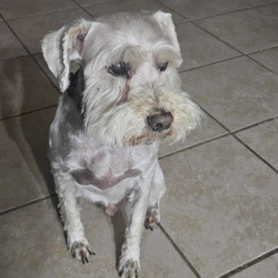 Enlarge Cody, a Adopted mixed breed in The Colony, TX image 3/6