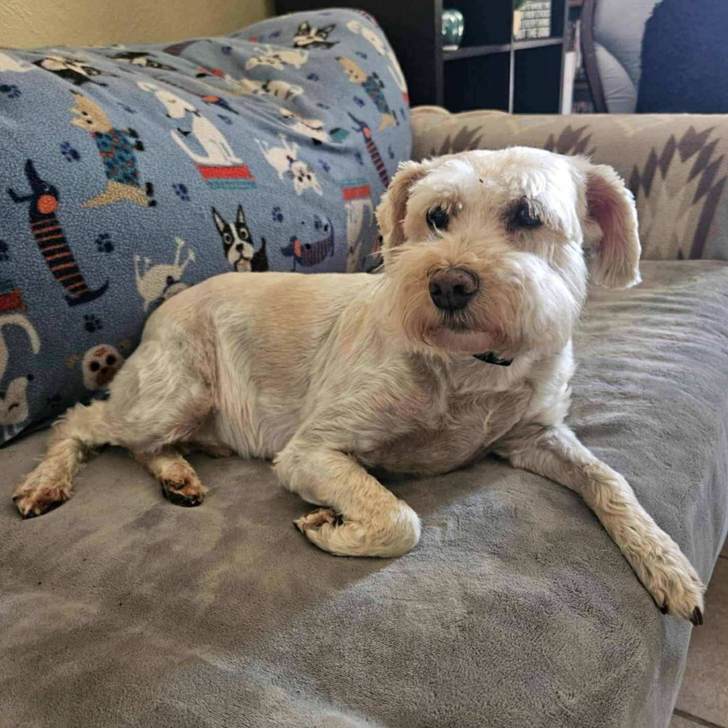 Enlarge Cody, a Adopted mixed breed in The Colony, TX image 5/6