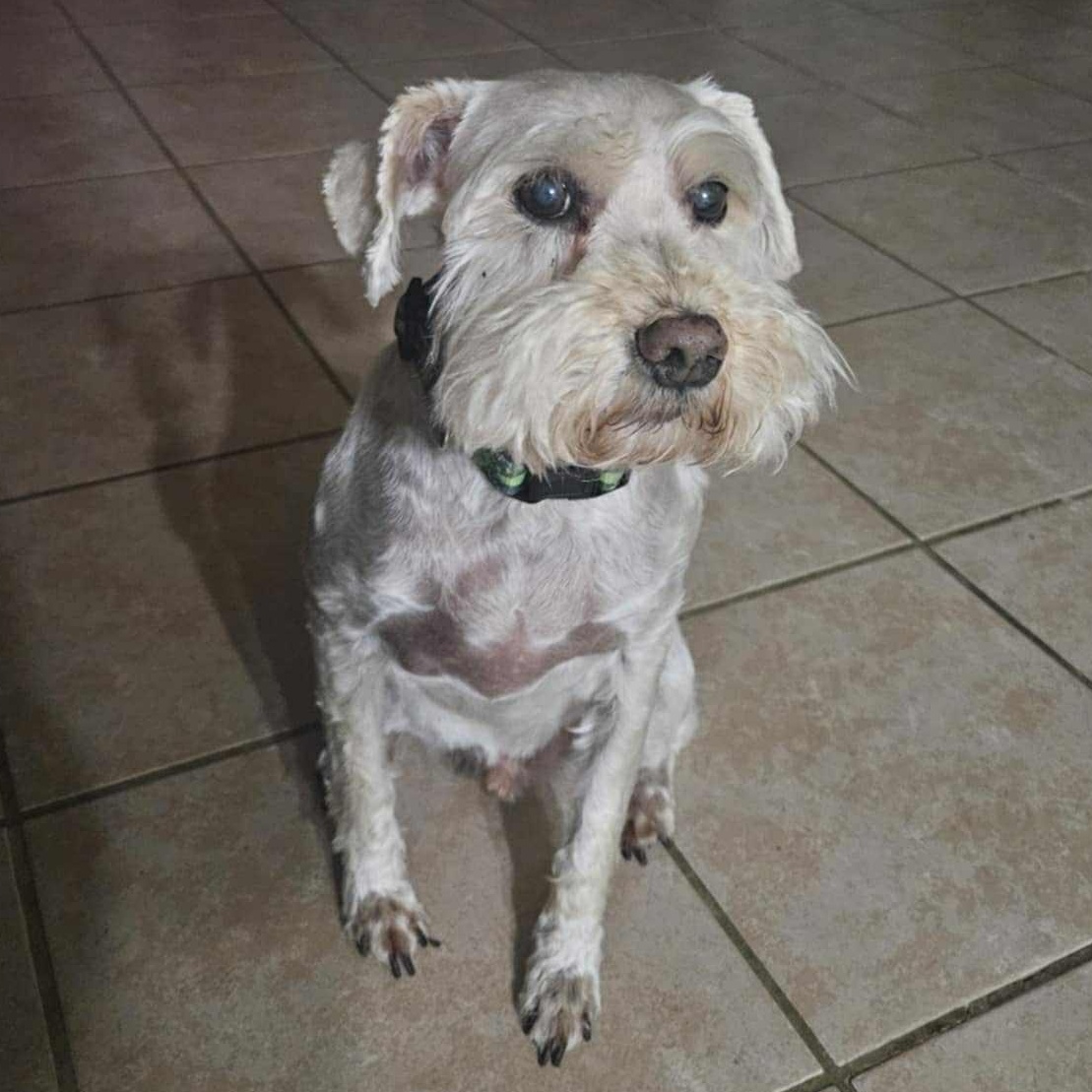 Enlarge Cody, a Adopted mixed breed in The Colony, TX image 6/6