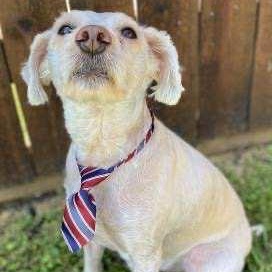Enlarge Cody, a Adopted mixed breed in The Colony, TX image 1/6