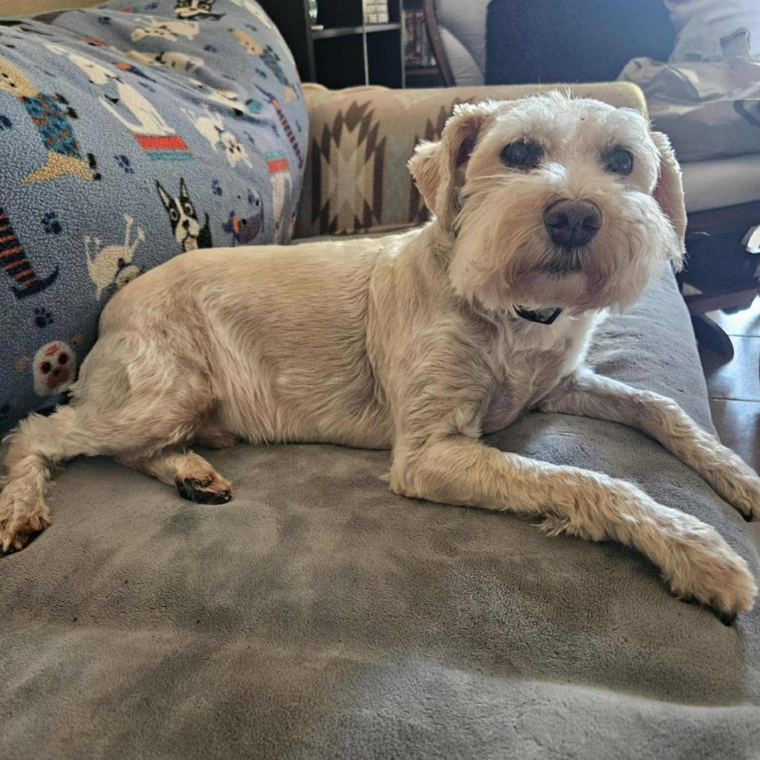 Enlarge Cody, a Adopted mixed breed in The Colony, TX image 2/6