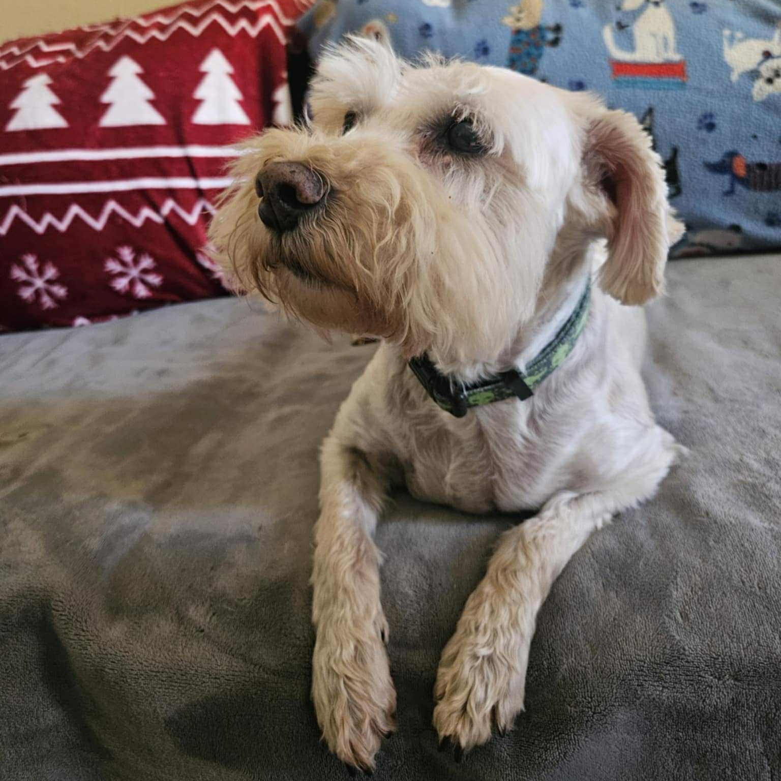 Enlarge Cody, a Adopted mixed breed in The Colony, TX image 4/6