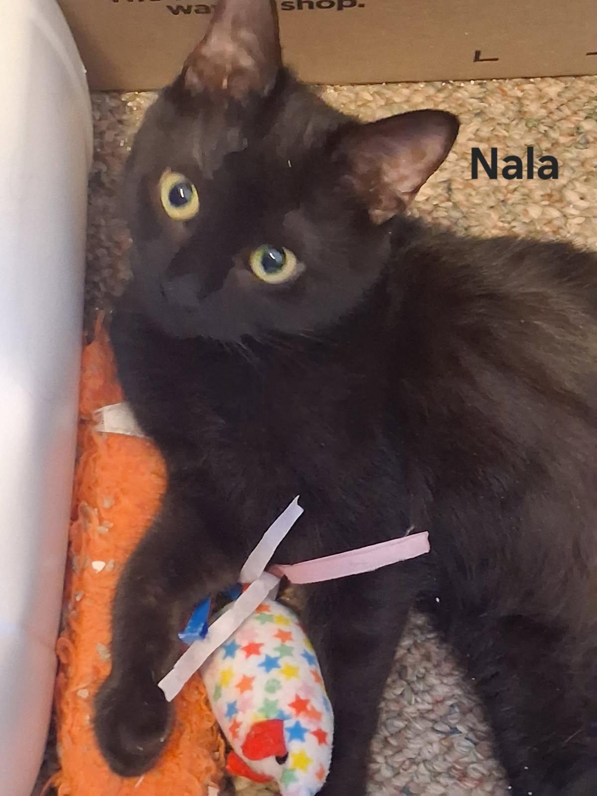 Nala, adopted, Kitten Female Domestic Short Hair.