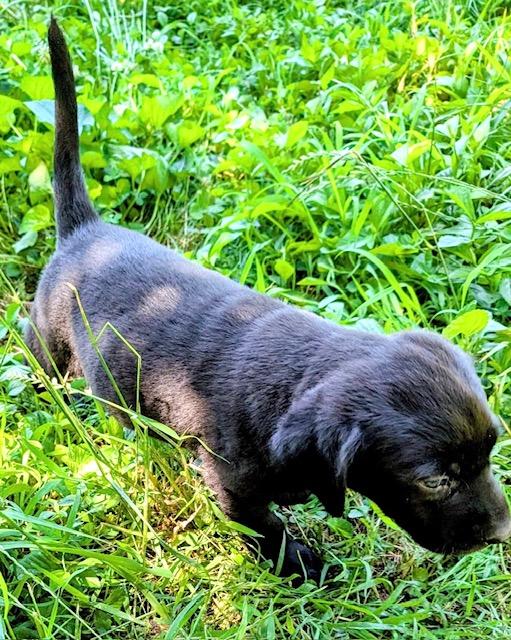 Iris Evergreen, an adoption pending mixed breed in Woburn, MA image 3/4