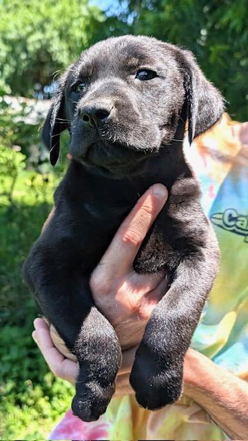 Iris Evergreen, an adoption pending mixed breed in Woburn, MA image 2/4