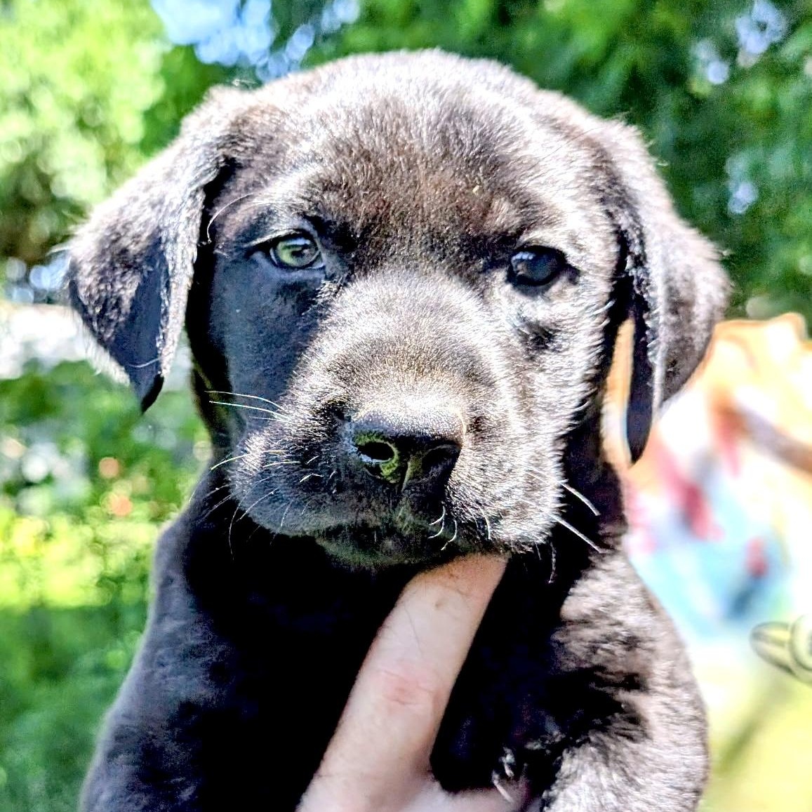Iris Evergreen, an adoption pending mixed breed in Woburn, MA image 1/4