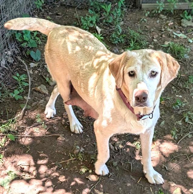 Iris Evergreen, an adoption pending mixed breed in Woburn, MA image 4/4
