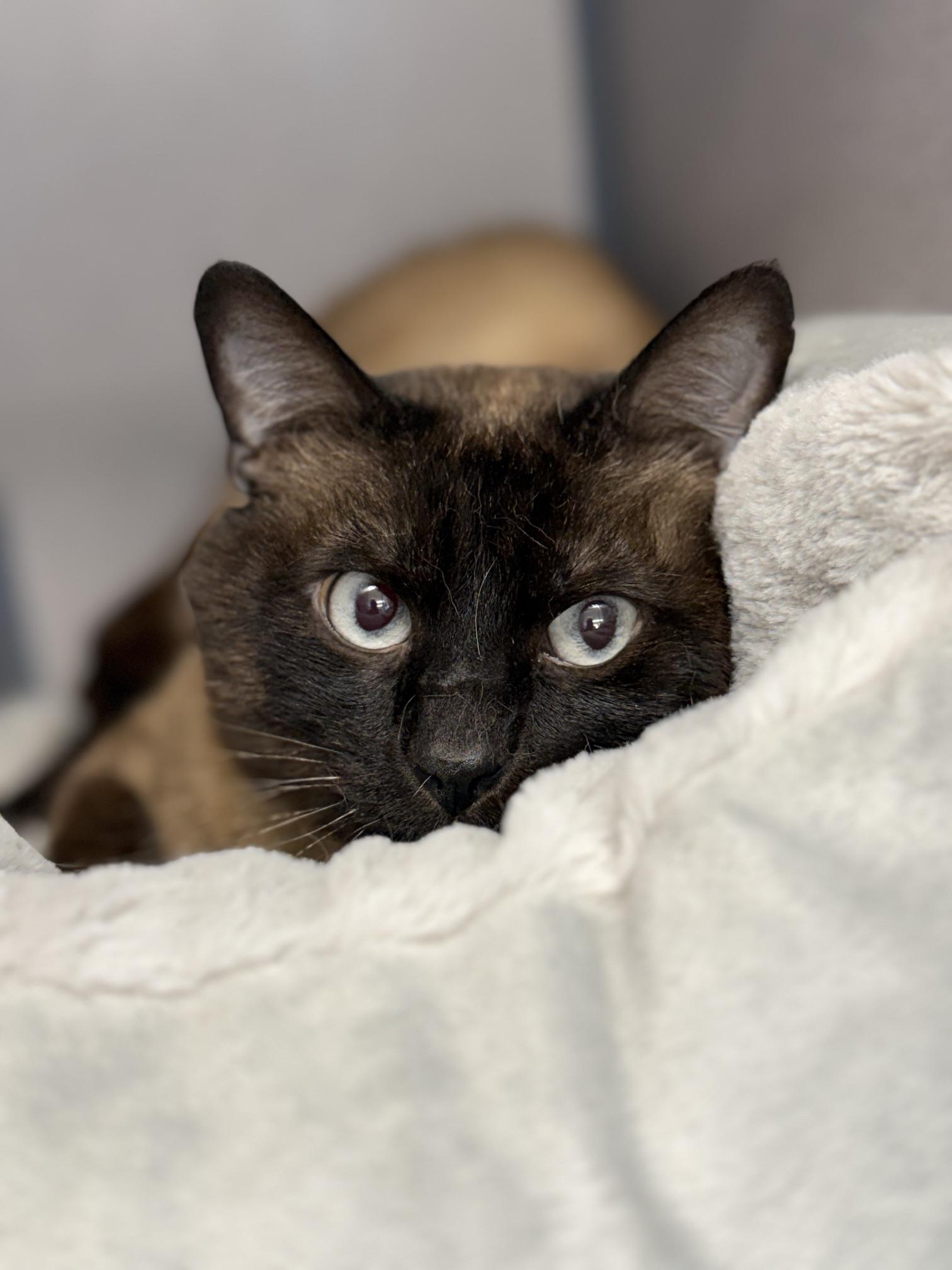 Pepper, an adopted Siamese in Gardnerville, NV image 2/3