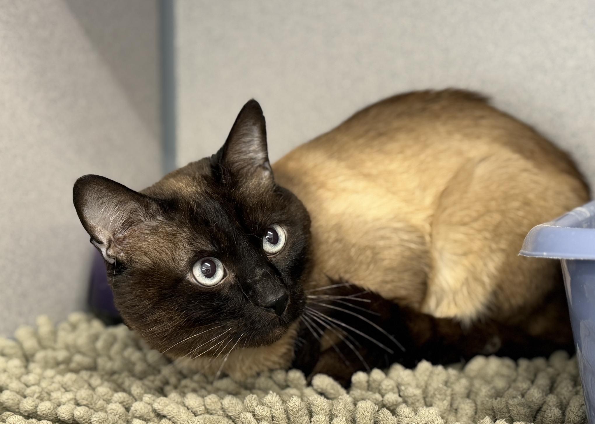 Pepper, adopted, Adult Male Siamese.