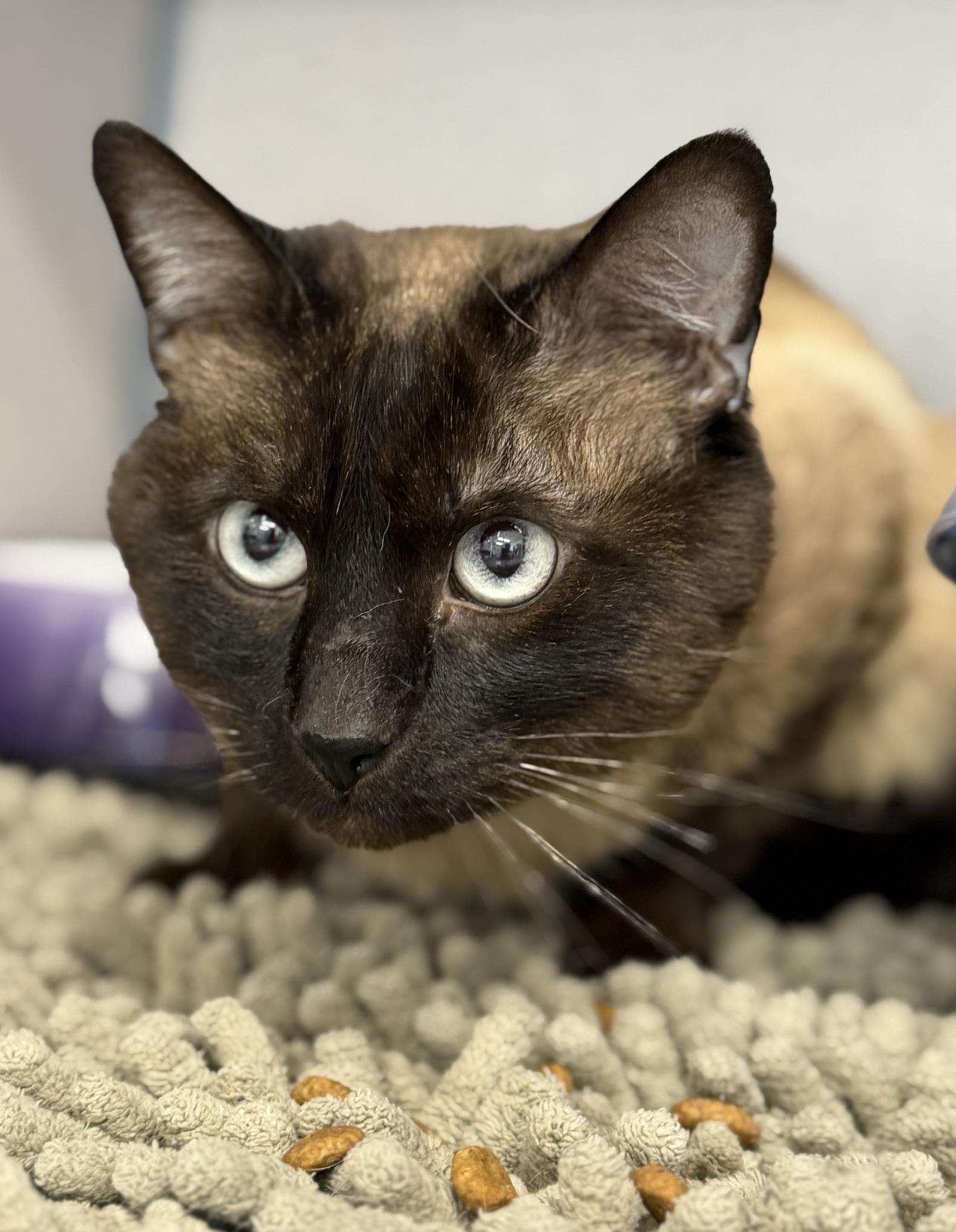 Pepper, an adopted Siamese in Gardnerville, NV image 3/3
